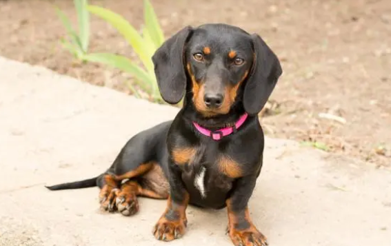 每天给狗狗吃几颗钙片就是补钙? 每天给狗狗吃几颗钙片就是补钙?