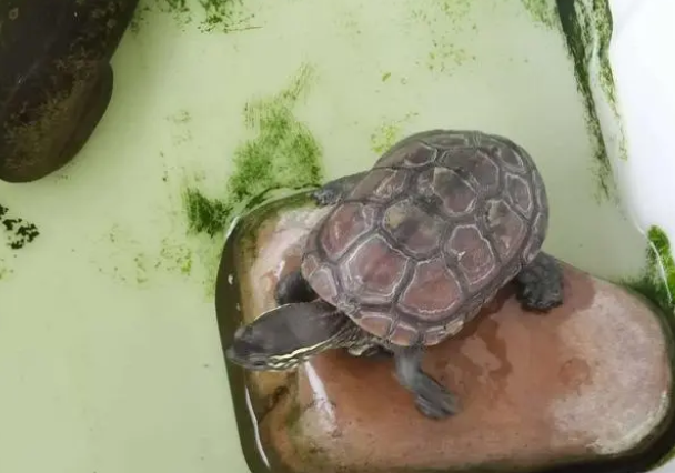 乌龟晒背，家里没阳光照射，用这几种方法来解决