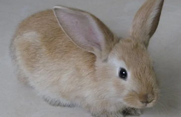 家有英国银兔，饲养手册收藏一下！