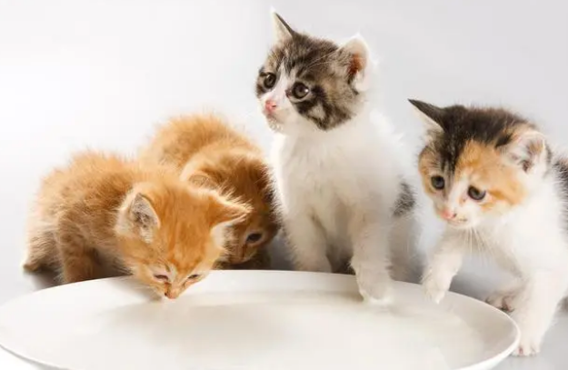 你会用猫咪益生菌吗？