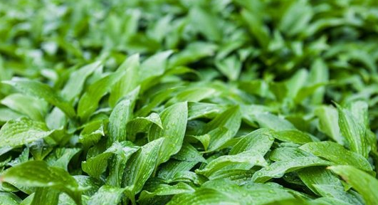 常见水草种类及图片