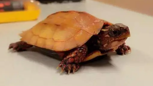 枫叶龟贵吗？建议新手了解后再决定是否入手~