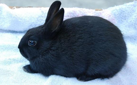 磨光兔的寿命有多久，作为主人的你一定要知道~