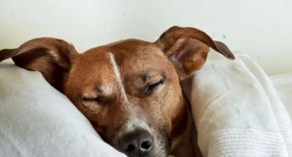 狗贫血的症状是什么？主人要来get一下