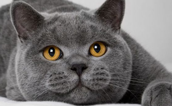 猫蛋蛋变黑什么原因？未必是猫咪生病哦