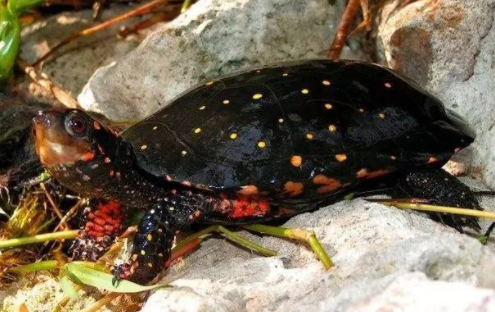 流星泽龟可以闭壳吗？看这篇文章介绍