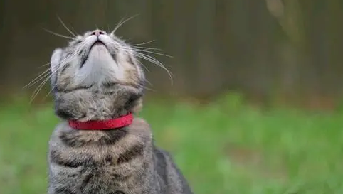 宠物体外驱虫后可以摸它吗？