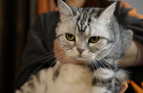 国产比不上进口？C3帕缇朵为国产猫粮正名