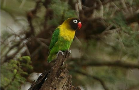 牡丹鹦鹉被称为爱情鸟，竟是因为这寓意
