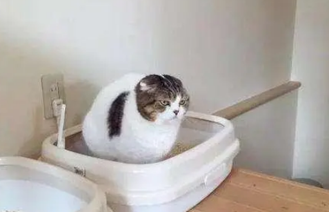 猫砂使用有讲究!没留意到这6个问题,分分钟影响猫咪健康 猫砂使用有讲究!没留意到这6个问题,分分钟影响猫咪健康