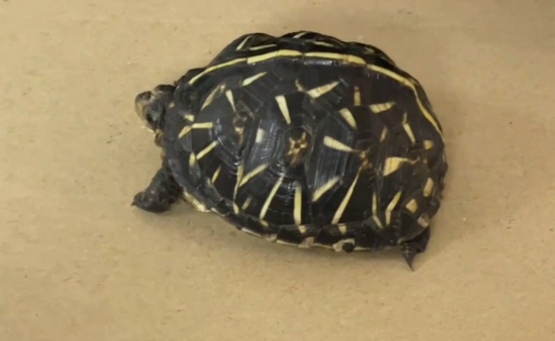 佛罗里达箱龟的饲养温度可不能搞错! 佛罗里达箱龟的饲养温度可不能搞错!