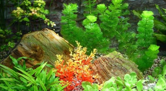 鱼缸水质怎么调节？做好这些事情，你的鱼缸水质一定不赖！