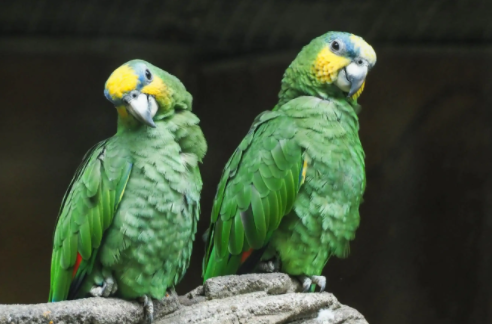 黄颈亚马逊鹦鹉大了亲人吗？你想不到