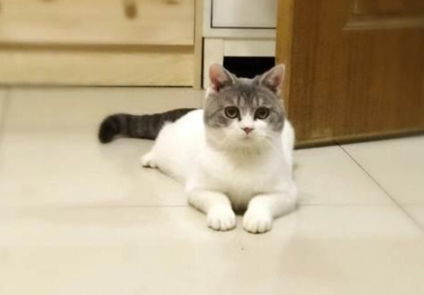 不知道蓝白英短什么时候绝育合适？可以来这瞧瞧