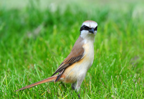 红尾伯劳价格贵吗？想养的铲屎官来看看