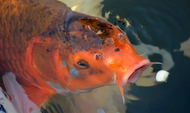 养鱼到底需不需要增氧泵？它真的有效吗？