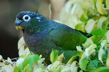 你们知道，鳞头鹦哥多少钱一只吗？