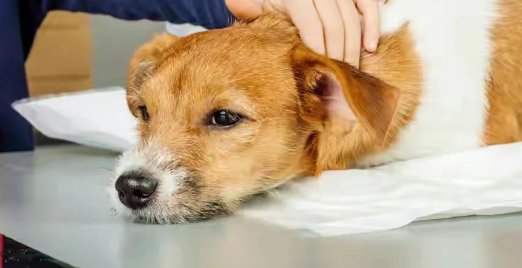 狗狗眼屎白色粘稠拉丝原因有哪些？来看看