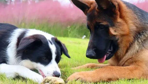 想知道德牧和边牧的区别吗？看看这篇文章就知道了