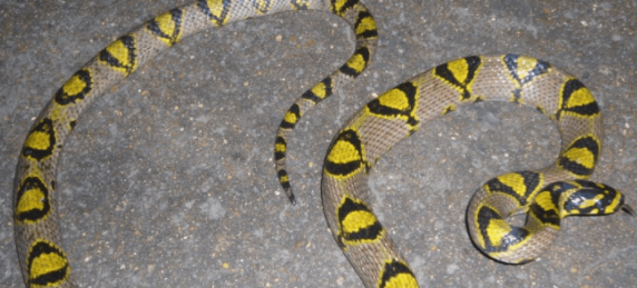 美女蛇有毒吗？不清楚的快来看看！