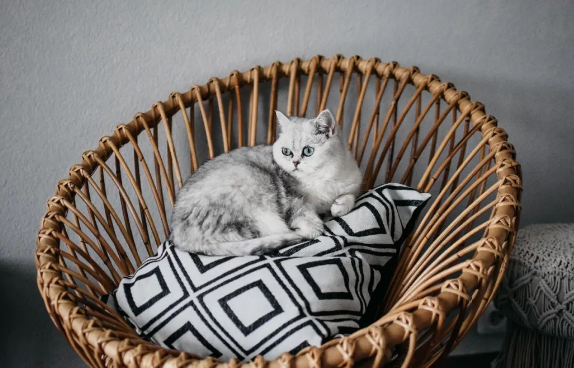 为什么给猫咪换粮后会软便拉稀? 为什么给猫咪换粮后会软便拉稀?