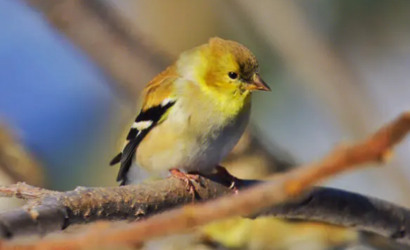 金翅雀怕冷吗？原来它的耐寒力这么强