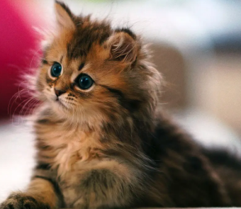 公猫猫咪发情怎么缓解？方法如下！