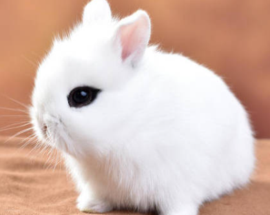 凤眼西施兔要剪毛吗？来看看吧~