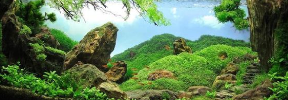 史上最有效的PH值调节方法，让你的水族箱水质稳定