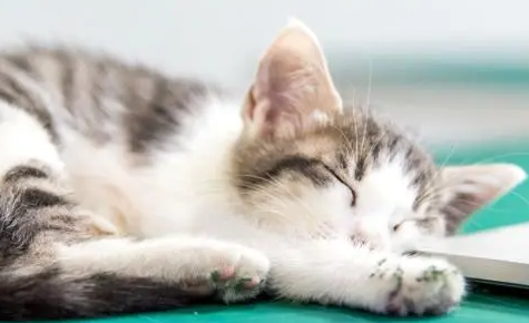 猫疱疹病毒打干扰素一年治愈 猫疱疹病毒打干扰素一年治愈