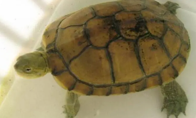 你们说，腊戍拟水龟吃什么好？