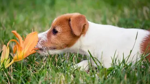 狗可不可以闻百合花？主人看过来~