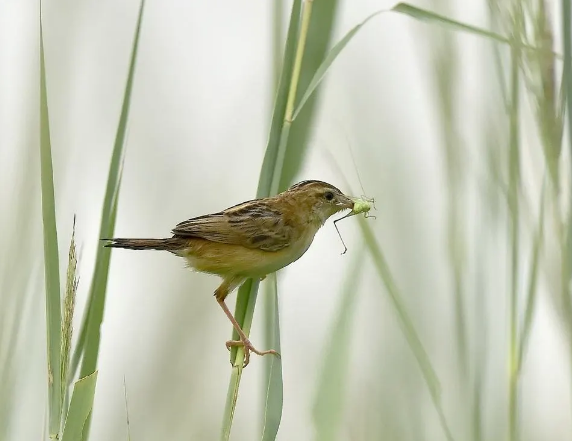 想要喂养棕帚尾鹩莺？你需要get这些技能