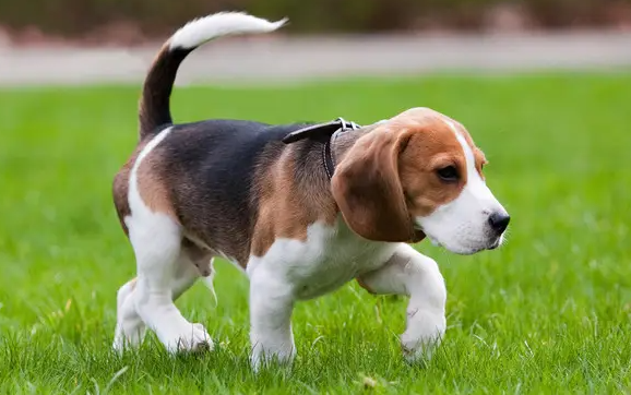 比格几个月定型？这篇文章为你解答清楚