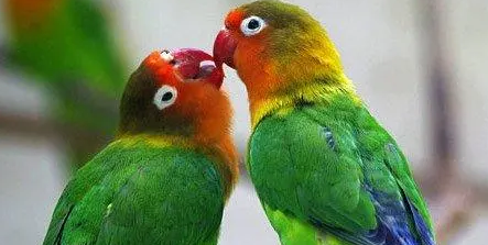 黑脸情侣鹦鹉多少钱一只？想养的朋友们来了解一下