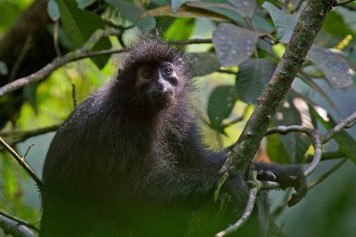 毛皮漂亮的黑疣猴声音居然这么洪亮 毛皮漂亮的黑疣猴声音居然这么洪亮
