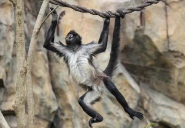 拥有五只手的猴子——黑掌蜘蛛猴，你了解多少呢？
