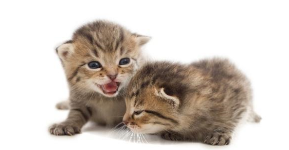 猫感冒了喂点人吃的感冒药就好？别胡来，感冒药不可乱喂