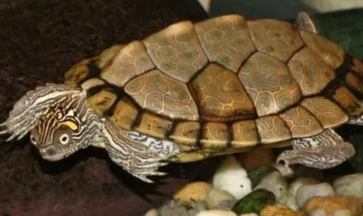 地图龟不晒背可以吗？来这里了解下吧