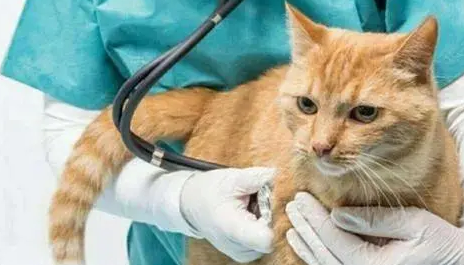 怎么预防猫咪尿闭？撸猫人有必要认知一下~