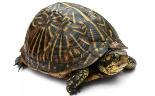 一文带你了解,湾岸箱龟的寿命多长? 一文带你了解,湾岸箱龟的寿命多长?