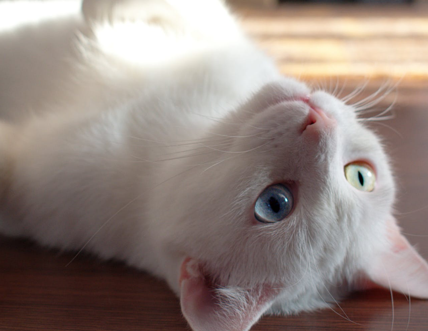 小猫咪也要避暑！超过这个温度猫咪就受不了啦~