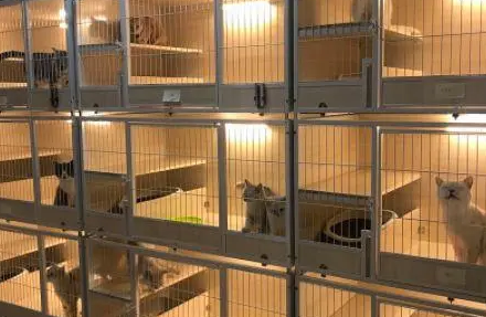 该如何给猫咪选择合适的寄养服务？