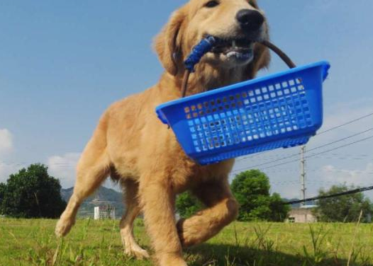 成年狗一天一顿可以吗？本文给你答案