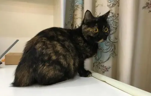 玳瑁猫是什么品种？来了解下吧