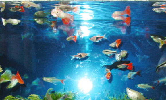 如何培养硝化细菌