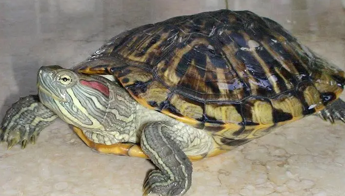 巴西龟软壳怎么办？来了解下吧