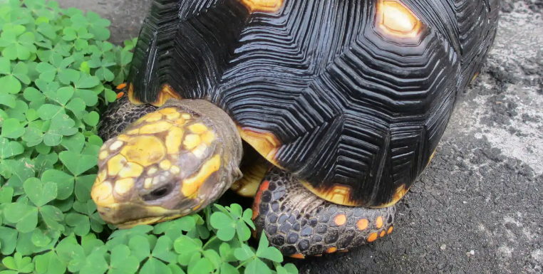 陆龟隆背什么意思?来了解一下吧 陆龟隆背什么意思?来了解一下吧