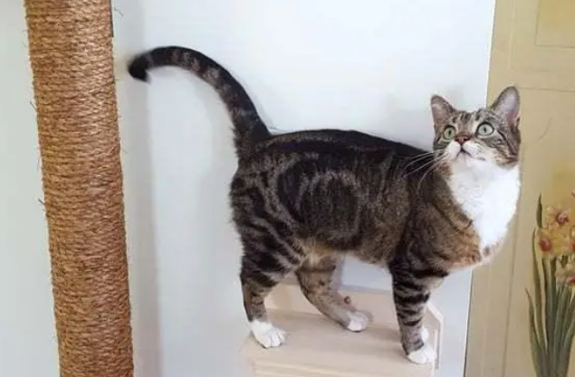 款式这么多，如何挑选适合自己家猫咪的猫爬架？