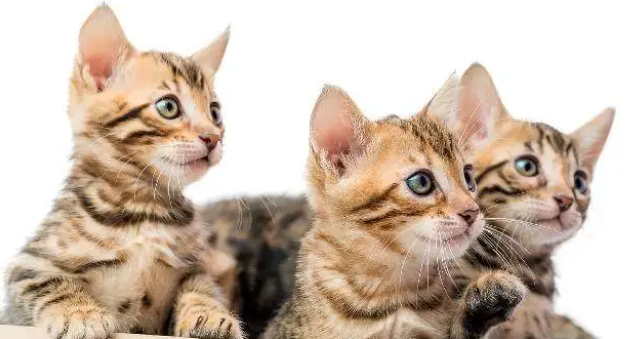 一分钟教你分辨正规猫舍和后院猫舍！